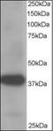 Aldo-Keto Reductase Family 1 Member A1 antibody, orb88427, Biorbyt, Western Blot image 