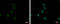 Zinc Finger Protein 587 antibody, GTX119668, GeneTex, Immunofluorescence image 
