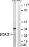 CDC42 Effector Protein 2 antibody, TA315054, Origene, Western Blot image 