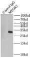 Homeobox protein MOX-2 antibody, FNab05124, FineTest, Immunoprecipitation image 