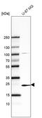 CD354 antibody, AMAb91459, Atlas Antibodies, Western Blot image 