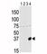 Aurora Kinase C antibody, F50013-0.4ML, NSJ Bioreagents, Western Blot image 