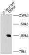 Ubiquitin carboxyl-terminal hydrolase 16 antibody, FNab09312, FineTest, Immunoprecipitation image 