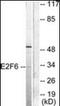 E2F Transcription Factor 6 antibody, orb96482, Biorbyt, Western Blot image 