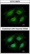 Annexin A8 antibody, GTX119470, GeneTex, Immunofluorescence image 