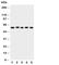 DRASIC antibody, R31038, NSJ Bioreagents, Western Blot image 