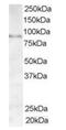 A-Kinase Anchoring Protein 3 antibody, orb18844, Biorbyt, Western Blot image 