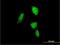Proteasome 20S alpha 6 antibody, H00005687-B01P, Novus Biologicals, Immunocytochemistry image 