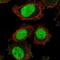 LON Peptidase N-Terminal Domain And Ring Finger 3 antibody, HPA050422, Atlas Antibodies, Immunofluorescence image 