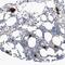 G-Patch Domain Containing 3 antibody, HPA032078, Atlas Antibodies, Immunohistochemistry frozen image 