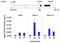 Lin-28 Homolog A antibody, NBP2-22481, Novus Biologicals, Chromatin Immunoprecipitation image 