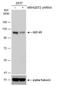 Rho guanine nucleotide exchange factor 2 antibody, NBP2-43584, Novus Biologicals, Western Blot image 