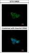 Nuclear RNA Export Factor 2B antibody, GTX116623, GeneTex, Immunofluorescence image 