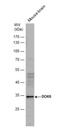 Docking Protein 6 antibody, NBP2-16211, Novus Biologicals, Western Blot image 