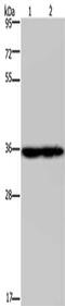 NADH:Ubiquinone Oxidoreductase Subunit A9 antibody, CSB-PA912628, Cusabio, Western Blot image 