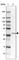 Zinc Finger CCCH-Type Containing 8 antibody, HPA034803, Atlas Antibodies, Western Blot image 