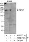 p220 antibody, A302-771A, Bethyl Labs, Immunoprecipitation image 