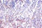 AHSA1 antibody, A51785-100, Epigentek, Immunohistochemistry paraffin image 
