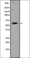 Arylsulfatase Family Member K antibody, orb378237, Biorbyt, Western Blot image 