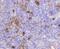 Insulin Like Growth Factor 2 Receptor antibody, NBP2-67347, Novus Biologicals, Immunohistochemistry paraffin image 