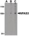 Neuronal PAS Domain Protein 3 antibody, PA5-20365, Invitrogen Antibodies, Western Blot image 