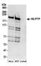 Protein Tyrosine Phosphatase Non-Receptor Type 23 antibody, A304-585A, Bethyl Labs, Western Blot image 