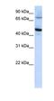 F-Box Protein 4 antibody, orb330285, Biorbyt, Western Blot image 