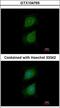 PLXND1 antibody, LS-C185653, Lifespan Biosciences, Immunocytochemistry image 