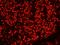 SFPQ antibody, IHC-00304, Bethyl Labs, Immunofluorescence image 