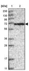 SH2 domain-containing protein 3A antibody, NBP1-82525, Novus Biologicals, Western Blot image 
