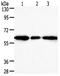 Aldo-Keto Reductase Family 1 Member A1 antibody, orb107591, Biorbyt, Western Blot image 