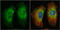 APC Regulator Of WNT Signaling Pathway antibody, GTX116009, GeneTex, Immunofluorescence image 