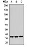 Inducible T Cell Costimulator Ligand antibody, orb412540, Biorbyt, Western Blot image 