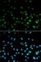 Histone Deacetylase 3 antibody, LS-C331931, Lifespan Biosciences, Immunofluorescence image 