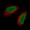 DNA-binding protein SATB2 antibody, NBP2-52916, Novus Biologicals, Immunofluorescence image 