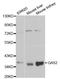 Growth Arrest Specific 2 antibody, A1168, ABclonal Technology, Western Blot image 