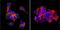 Human Pancreas Exocrine Cell Marker 1 antibody, NB100-74482, Novus Biologicals, Immunofluorescence image 