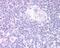 Forkhead box protein N1 antibody, TA302890, Origene, Immunohistochemistry paraffin image 