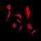 Proto-oncogene Wnt-1 antibody, LS-C353005, Lifespan Biosciences, Immunofluorescence image 