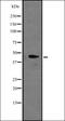 Mitochondrially Encoded Cytochrome B antibody, orb335184, Biorbyt, Western Blot image 