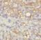 Elastin Microfibril Interfacer 1 antibody, FNab02755, FineTest, Immunohistochemistry frozen image 