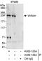Vir Like M6A Methyltransferase Associated antibody, A302-123A, Bethyl Labs, Immunoprecipitation image 