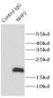 H/ACA ribonucleoprotein complex subunit 2 antibody, FNab05727, FineTest, Immunoprecipitation image 
