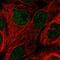  antibody, HPA046258, Atlas Antibodies, Immunofluorescence image 