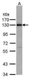 ANILLIN antibody, PA5-28645, Invitrogen Antibodies, Western Blot image 