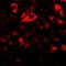 Nuclear Receptor Binding Factor 2 antibody, LS-C668886, Lifespan Biosciences, Immunofluorescence image 