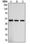Axin-2 antibody, orb340844, Biorbyt, Western Blot image 