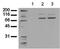 STAT3 antibody, ADI-905-672-100, Enzo Life Sciences, Western Blot image 