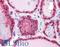 Lactate Dehydrogenase B antibody, LS-B4366, Lifespan Biosciences, Immunohistochemistry paraffin image 