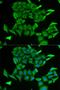 Myoglobin antibody, orb167377, Biorbyt, Immunofluorescence image 